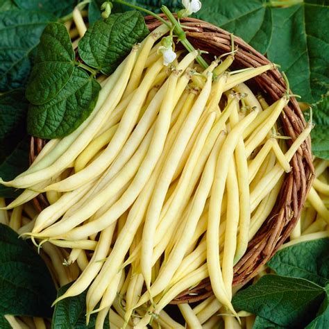 bean dior|Yellow Bush Bean 'Dior' (Phaseolus vulgaris) organic .